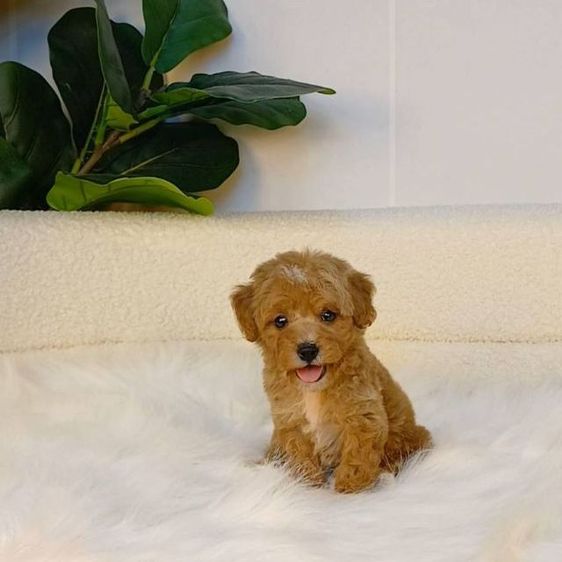 น้องพุดเดิ้ลทอยแท้ สีน้ำตาล เพศผู้
พร้อมวัคซีนเข็มแรก ถ่ายพยาธิ 
รับประกันสุขภาพ ปลอดเชื้อลำไส้อักเสบพาโว ไข้หัด
โทร แอดไลน์0615301155 รูปที่ 2