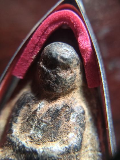 ปู่ทวดเนื้อว่านสวยๆ รูปที่ 6