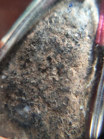 ปู่ทวดเนื้อว่านสวยๆ รูปที่ 8