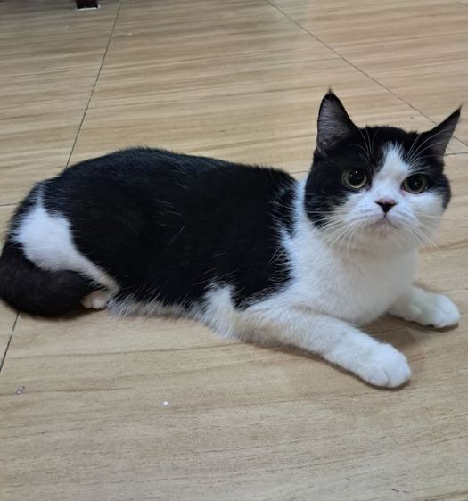 ลดประชากรแม่พันธุ์แมว สก็อตติช โฟลด์  รูปที่ 2