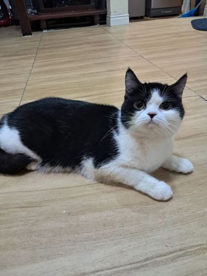 ลดประชากรแม่พันธุ์แมว สก็อตติช โฟลด์  รูปที่ 5