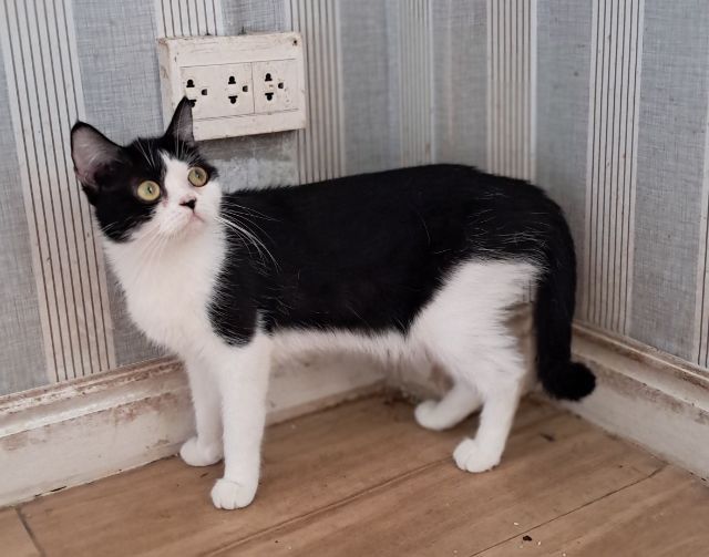 ลดประชากรแม่พันธุ์แมว สก็อตติช โฟลด์  รูปที่ 4