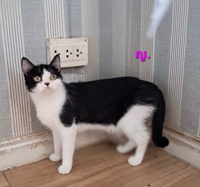 ลดประชากรแม่พันธุ์แมว สก็อตติช โฟลด์  รูปที่ 6