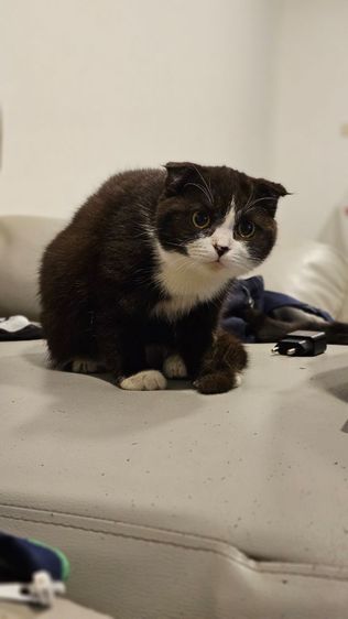 แมวสก็อตติช รูปที่ 4