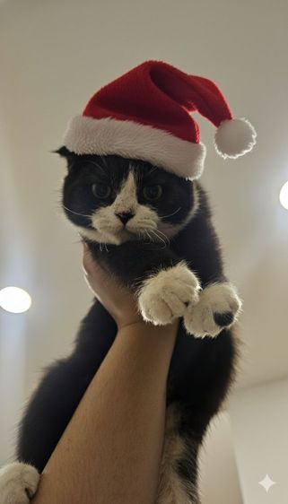 สก็อตติช โฟลด์ (Scottish Fold) แมวสก็อตติช