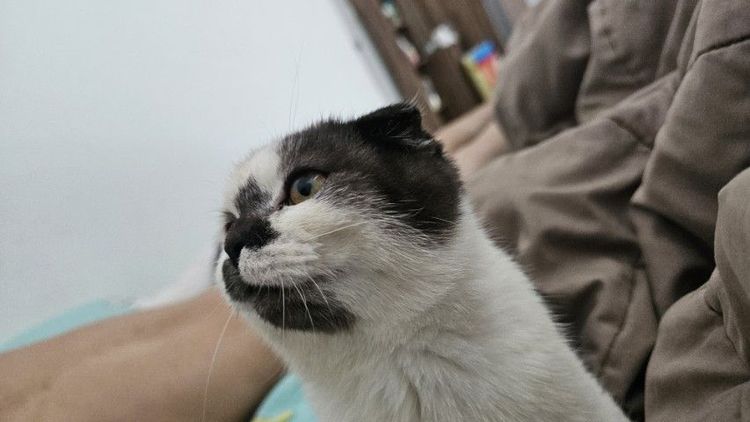 สก็อตติช โฟลด์ (Scottish Fold) แมวสก็อตติช