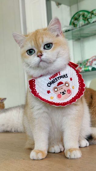 บริติชช็อตแฮร์ หญิง รูปที่ 2