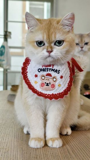 บริติชช็อตแฮร์ หญิง รูปที่ 3