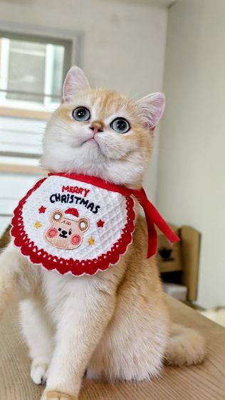 บริติชช็อตแฮร์ หญิง รูปที่ 6