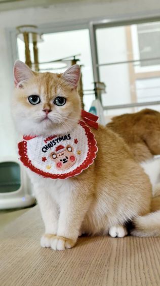 บริติชช็อตแฮร์ หญิง รูปที่ 4