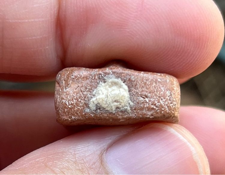 หลวงพ่อปาน รูปที่ 4