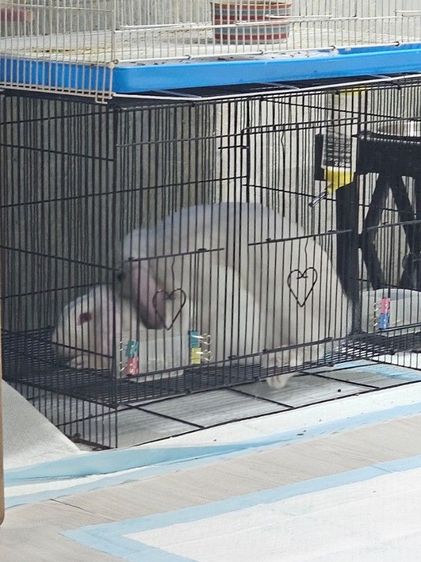 ยกคู่ กำลังผสมแล้ว HL รูปที่ 4