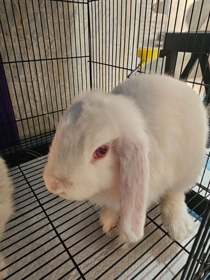 ยกคู่ กำลังผสมแล้ว HL รูปที่ 2