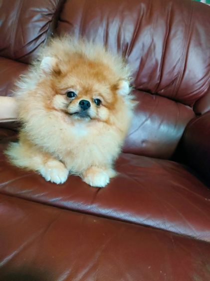 (พ่อพันธุ์ปอมรับผสม)ไข่2ใบลงครบ รูปที่ 2