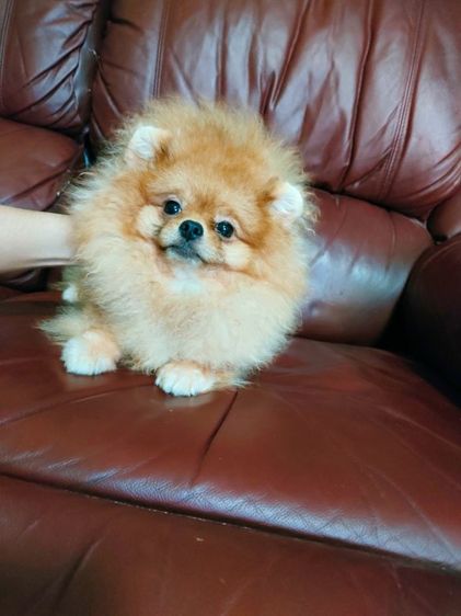 (พ่อพันธุ์ปอมรับผสม)ไข่2ใบลงครบ รูปที่ 3