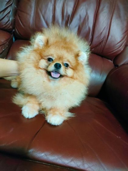 ปอมเมอเรเนียน (Pomeranian) เล็ก (พ่อพันธุ์ปอมรับผสม)ไข่2ใบลงครบ