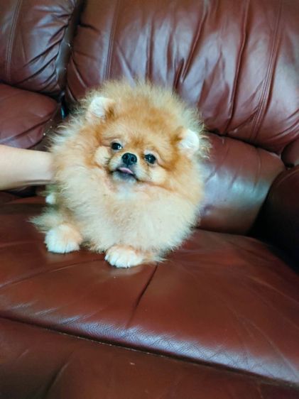 (พ่อพันธุ์ปอมรับผสม)ไข่2ใบลงครบ รูปที่ 5