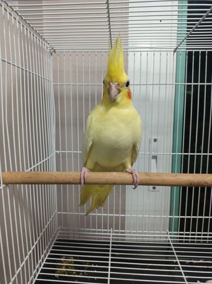 นก ค้อกคาเทล ลูติโนเพิลด์