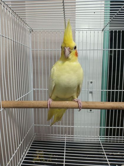 นก ค้อกคาเทล ลูติโนเพิลด์ รูปที่ 3