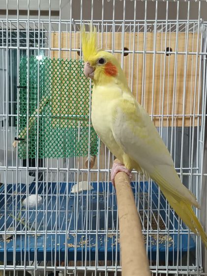 นก ค้อกคาเทล ลูติโนเพิลด์ รูปที่ 2