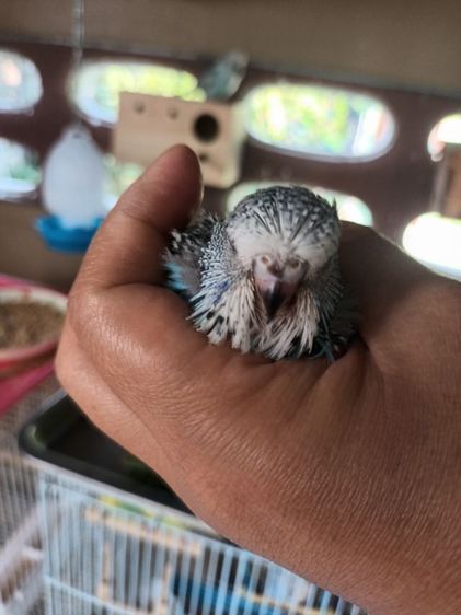 นก หงส์หยกอังกฤษ รูปที่ 6