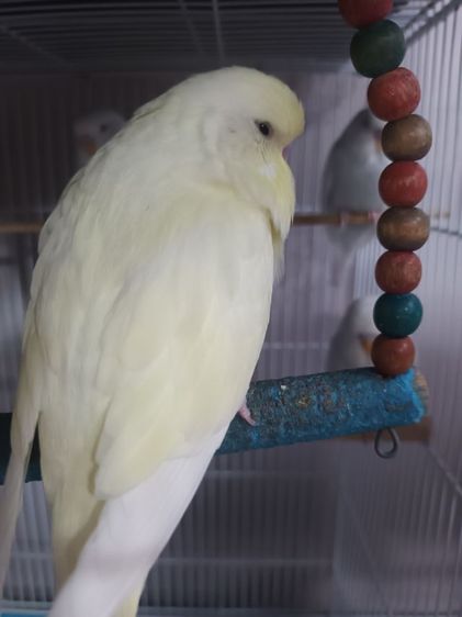 นก หงส์หยกอังกฤษ