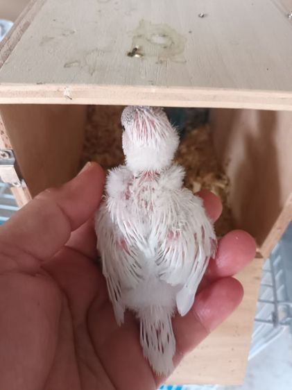 นก หงส์หยกอังกฤษ รูปที่ 5