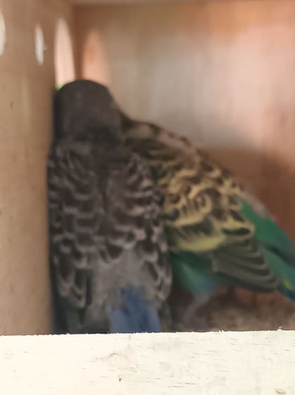 นก หงส์หยกอังกฤษ รูปที่ 4