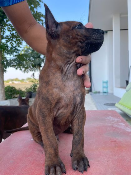 ไทยหลังอานลายเสือเพศผู้เหลือ1ตัว รูปที่ 6