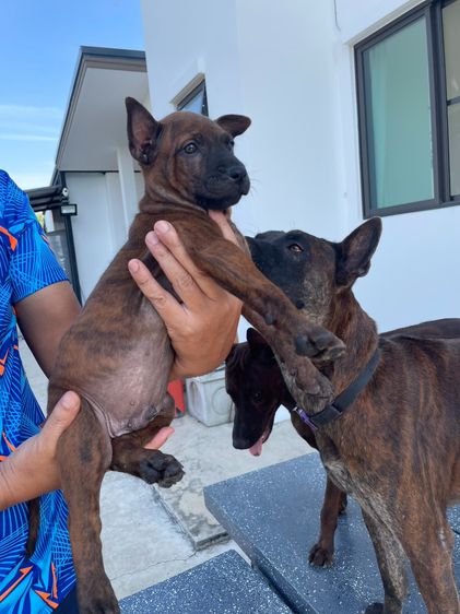 อื่นๆ กลาง ไทยหลังอานลายเสือเพศผู้เหลือ1ตัว