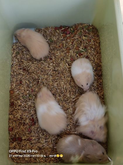 ขายแฮมเตอร์ไจแอนไทย-ยุโรป รูปที่ 2