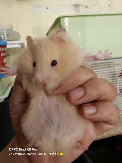 ขายแฮมเตอร์ไจแอนไทย-ยุโรป