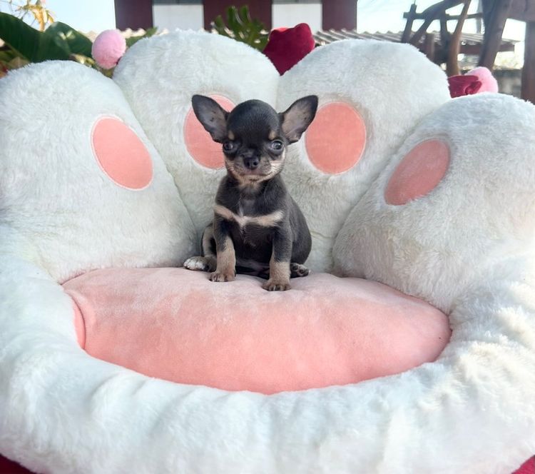 ชิวาวา (Chihuahua) เล็ก ลุกชิวาวาขนสั้น