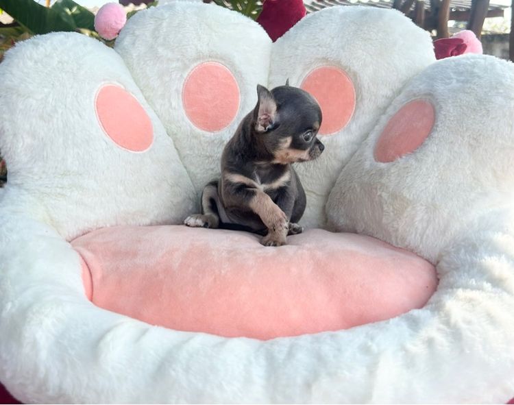 ลุกชิวาวาขนสั้น รูปที่ 2