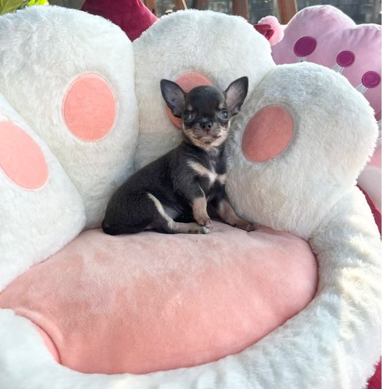 ลุกชิวาวาขนสั้น รูปที่ 4