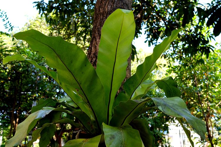 Fujifilm X-Pro2 รูปที่ 16