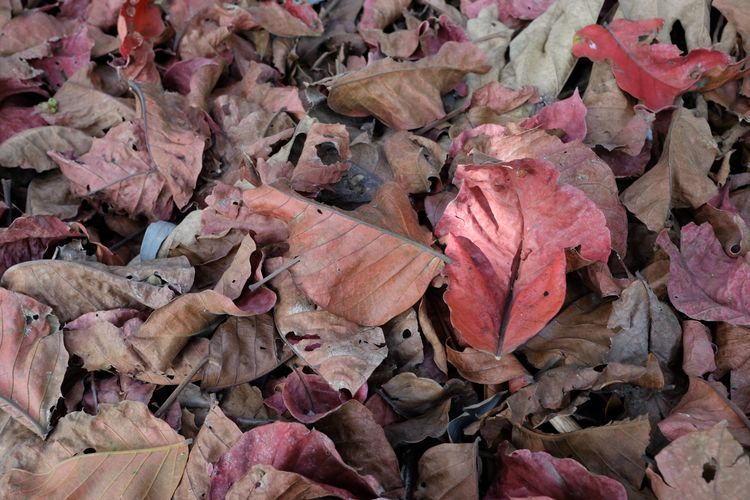 Fujifilm X-Pro2 รูปที่ 18