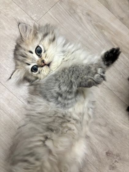 แมวเปอร์เซีย รูปที่ 5