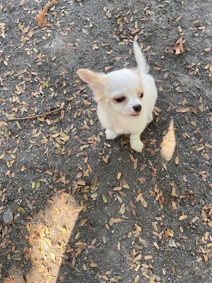 ลูกหมา ชิวาวา หญิงขนสั้น  รูปที่ 5