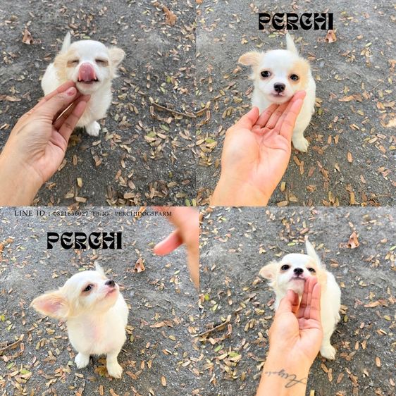 ลูกหมา ชิวาวา หญิงขนสั้น  รูปที่ 2