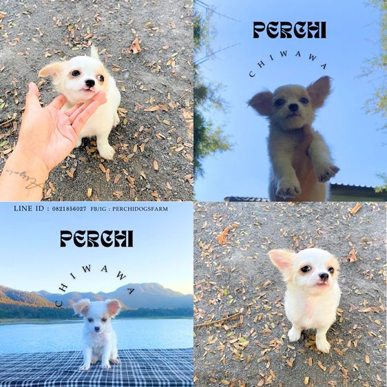 ชิวาวา (Chihuahua) กลาง ลูกหมา ชิวาวา หญิงขนสั้น 