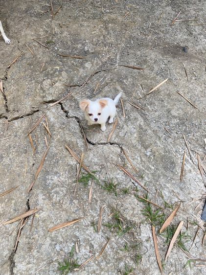 ลูกหมา ชิวาวา หญิงขนสั้น  รูปที่ 4