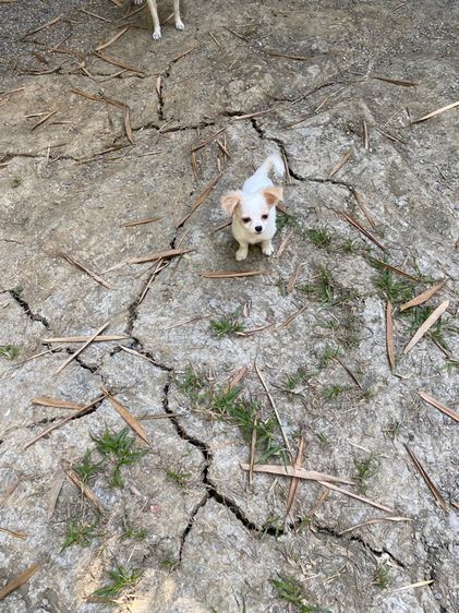 ลูกหมา ชิวาวา หญิงขนสั้น  รูปที่ 3