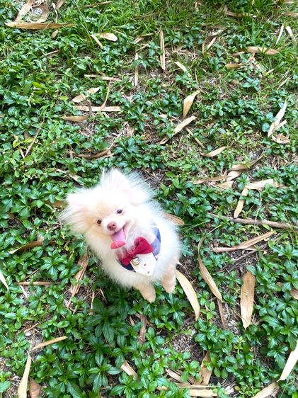 ปอมเมอเรเนียน (Pomeranian) กลาง ลูกหมา ปอม ชาย 