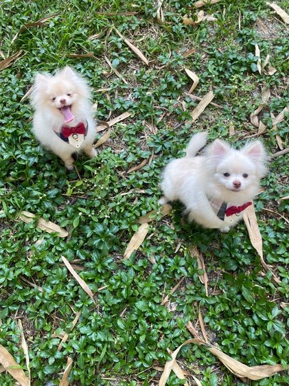 ลูกหมา ปอม ชาย  รูปที่ 2