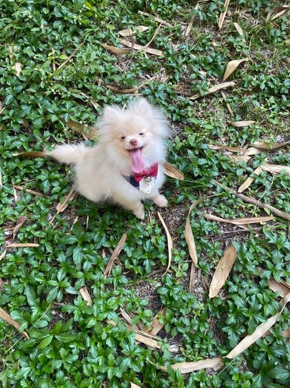 ลูกหมา ปอม ชาย  รูปที่ 3