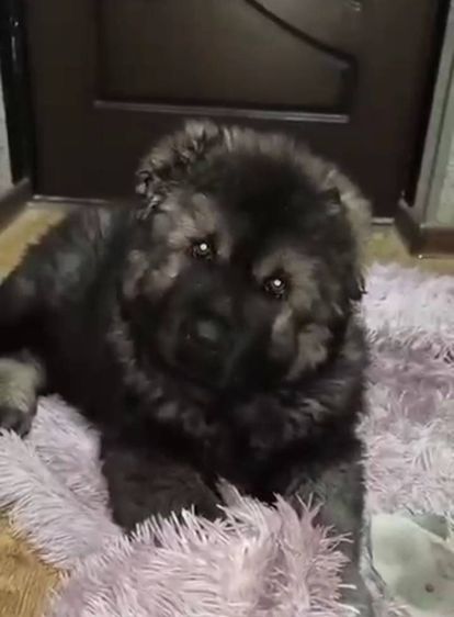 เปิดจองพรีออเดอร์น้องหมาคอเคเซียน เชพเพิร์ด Caucasian Shepherd ลูกนอกนำเข้าจากประเทศอุเบสกีสถาน รูปที่ 2