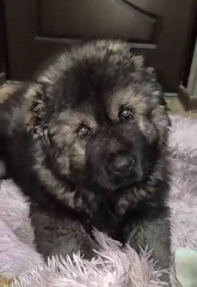 อื่นๆ ใหญ่ เปิดจองพรีออเดอร์น้องหมาคอเคเซียน เชพเพิร์ด Caucasian Shepherd ลูกนอกนำเข้าจากประเทศอุเบสกีสถาน