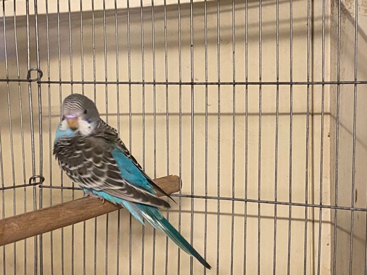 นกหงส์หยก  รูปที่ 3