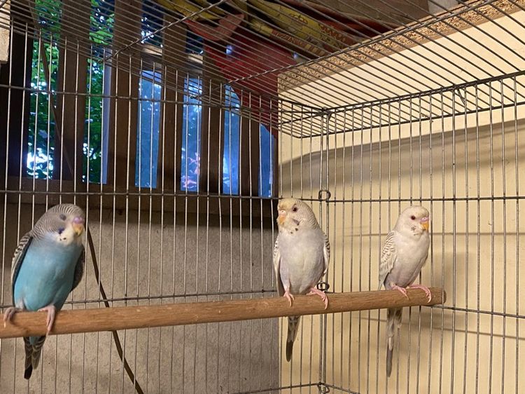 นกหงส์หยก  รูปที่ 7